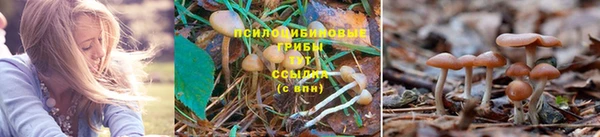 сатива Белоозёрский